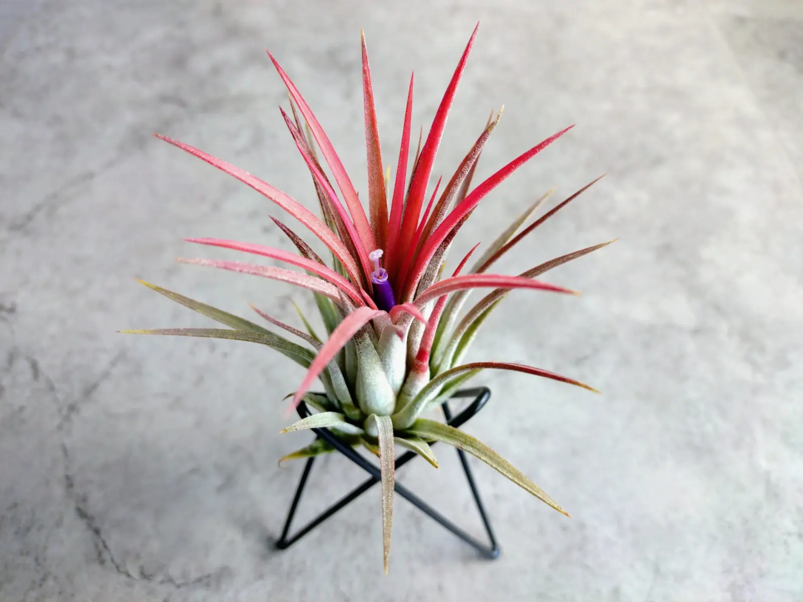 ティランジア・イオナンタ・ゴジラ