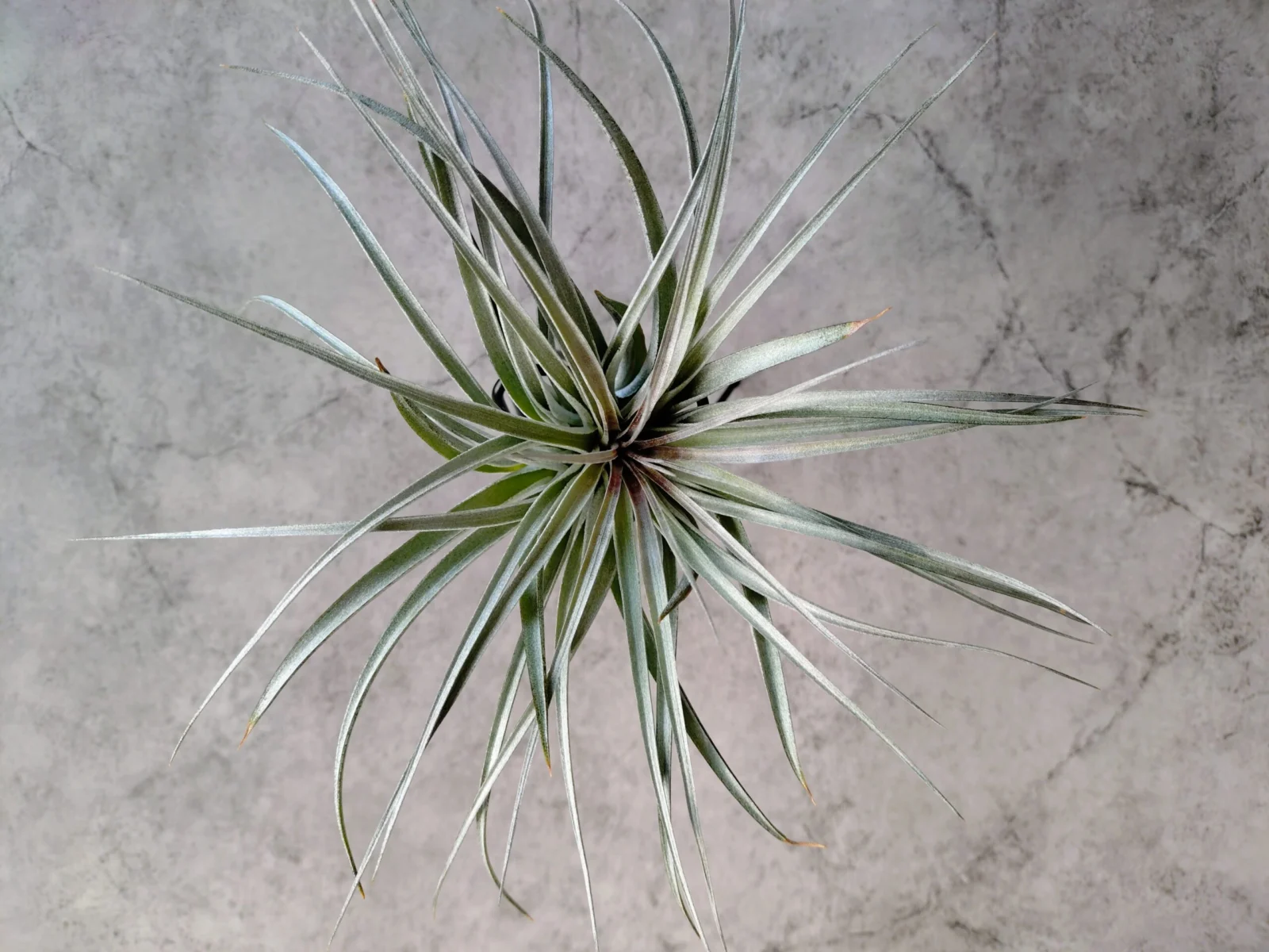 ティランジア・ヒューストン