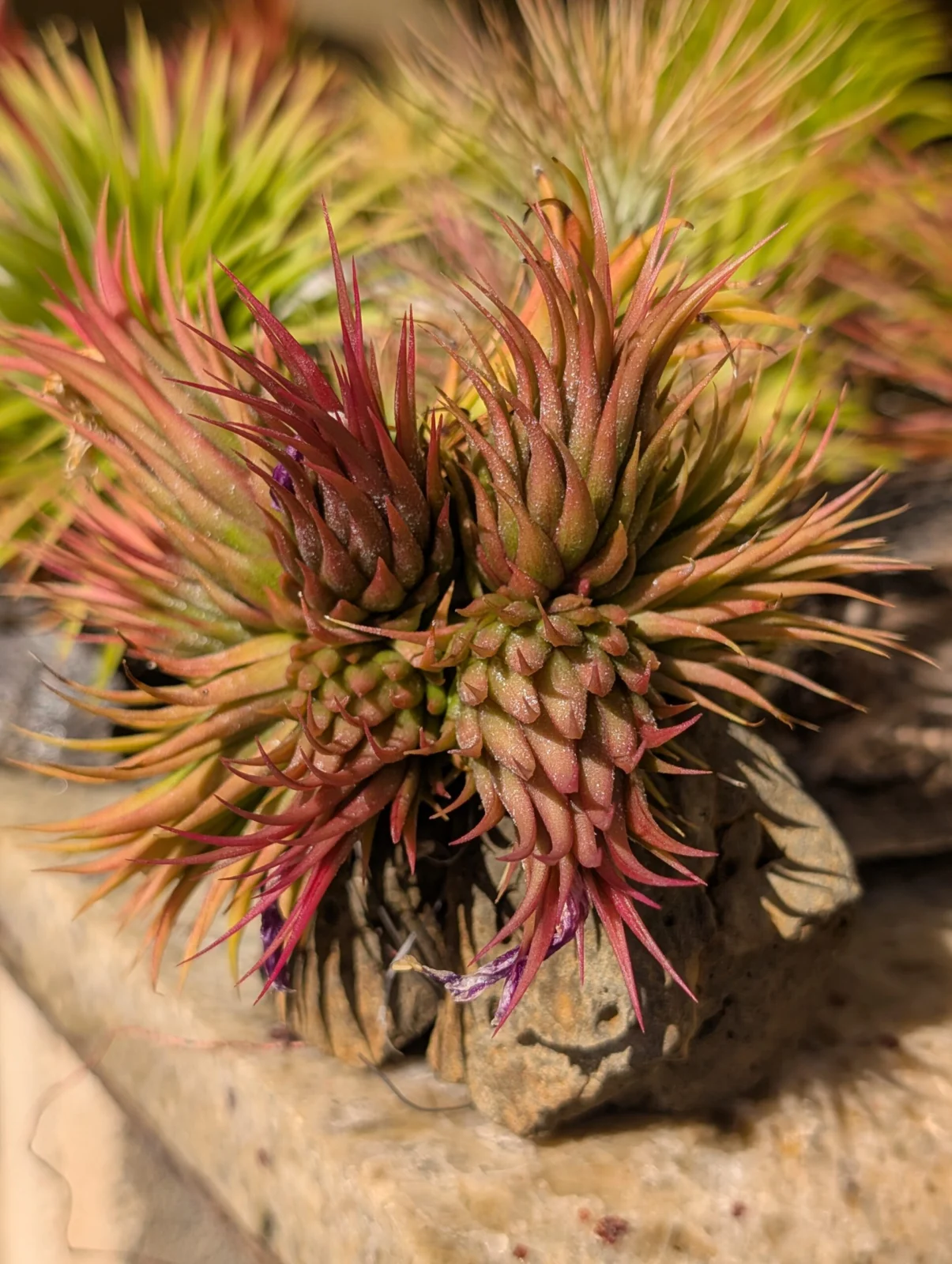 ティランジア　イオナンタ　紅葉　クランプ