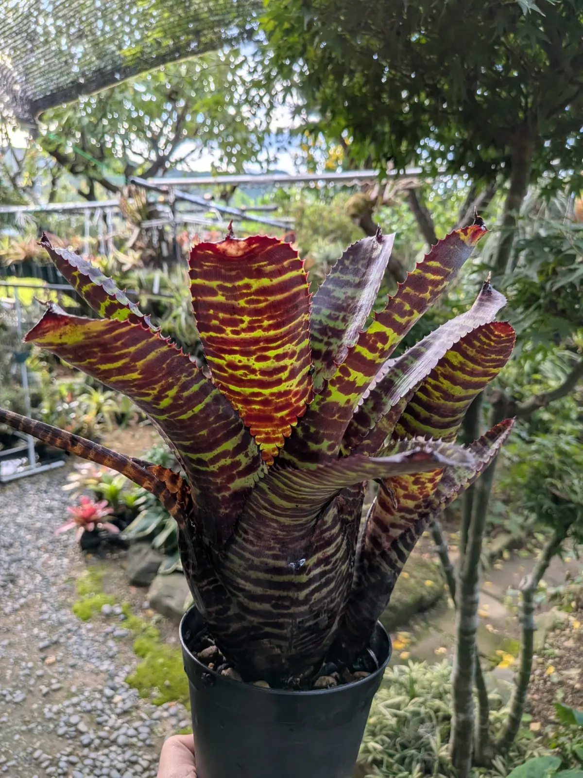 ネオレゲリア　ハンニバルレクター