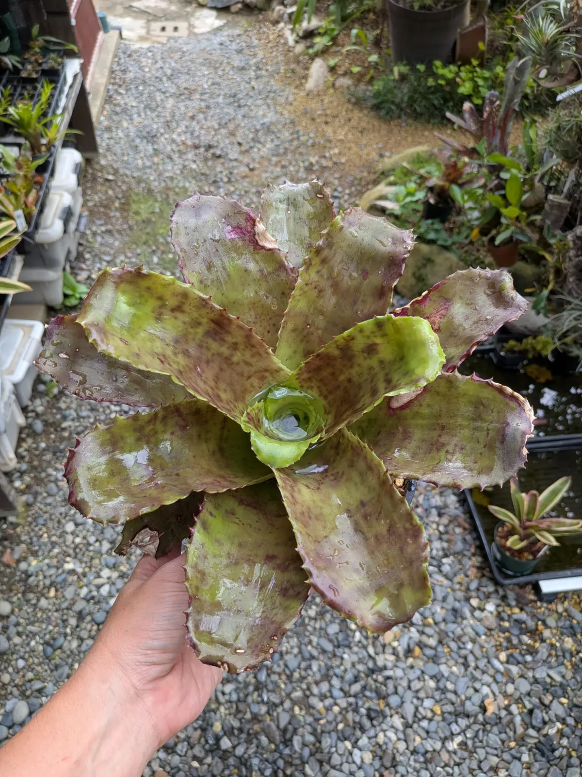 ホヘンベルギア　バールマルクシー　ベリーグッドクローン