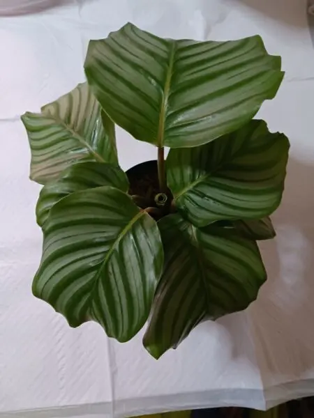 カラテア オルビフォリア