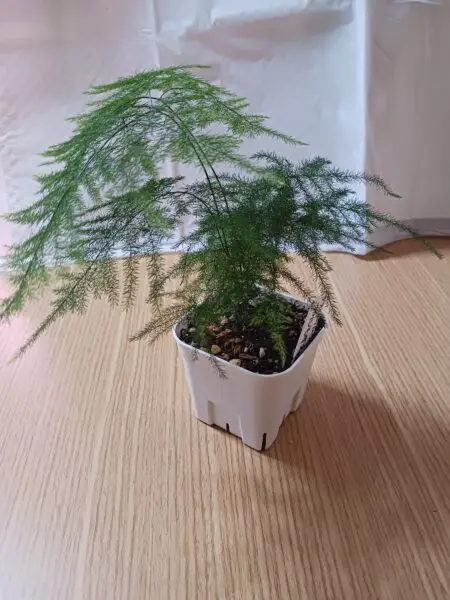 アスパラ　プルモサス
