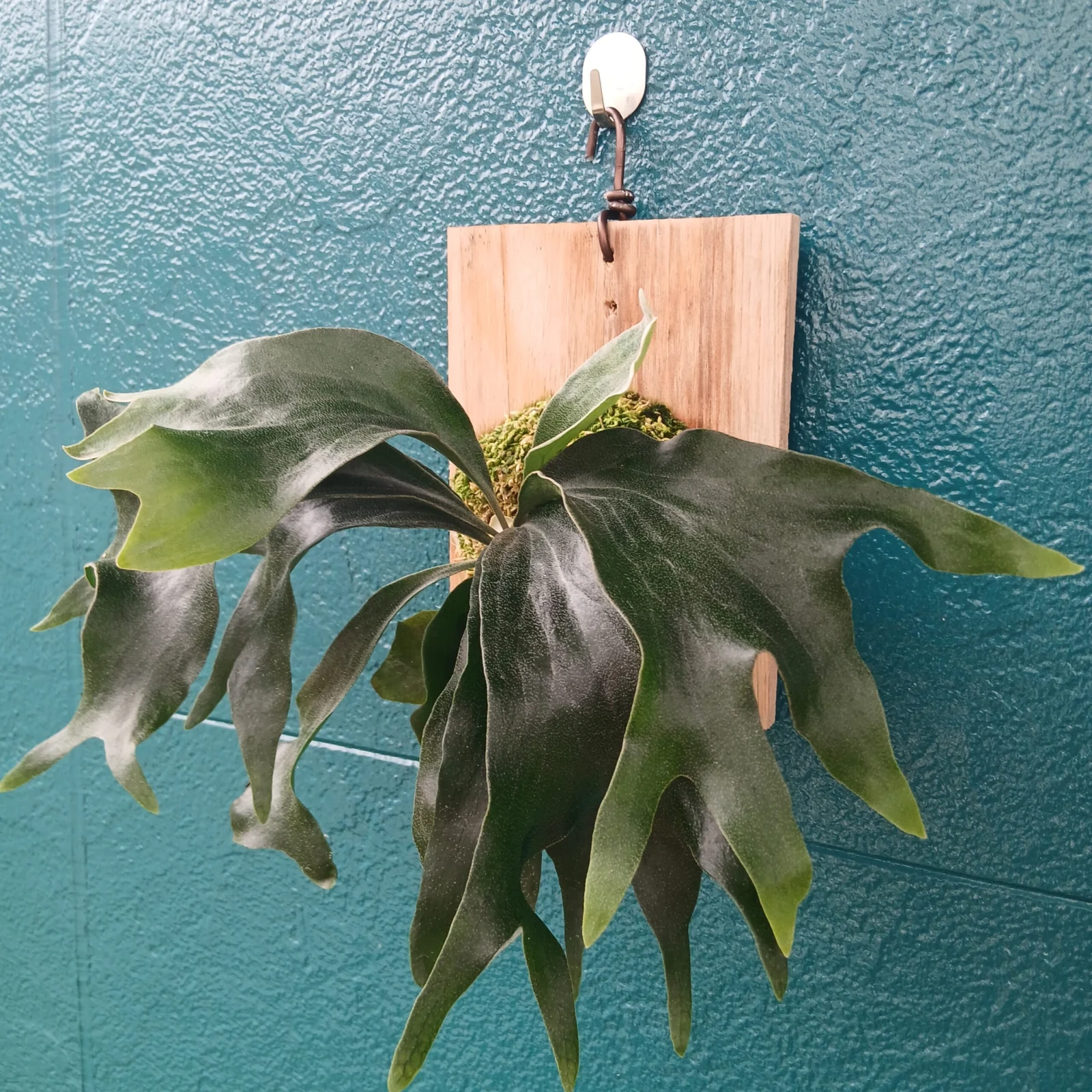 ビカクシダ マセラティ