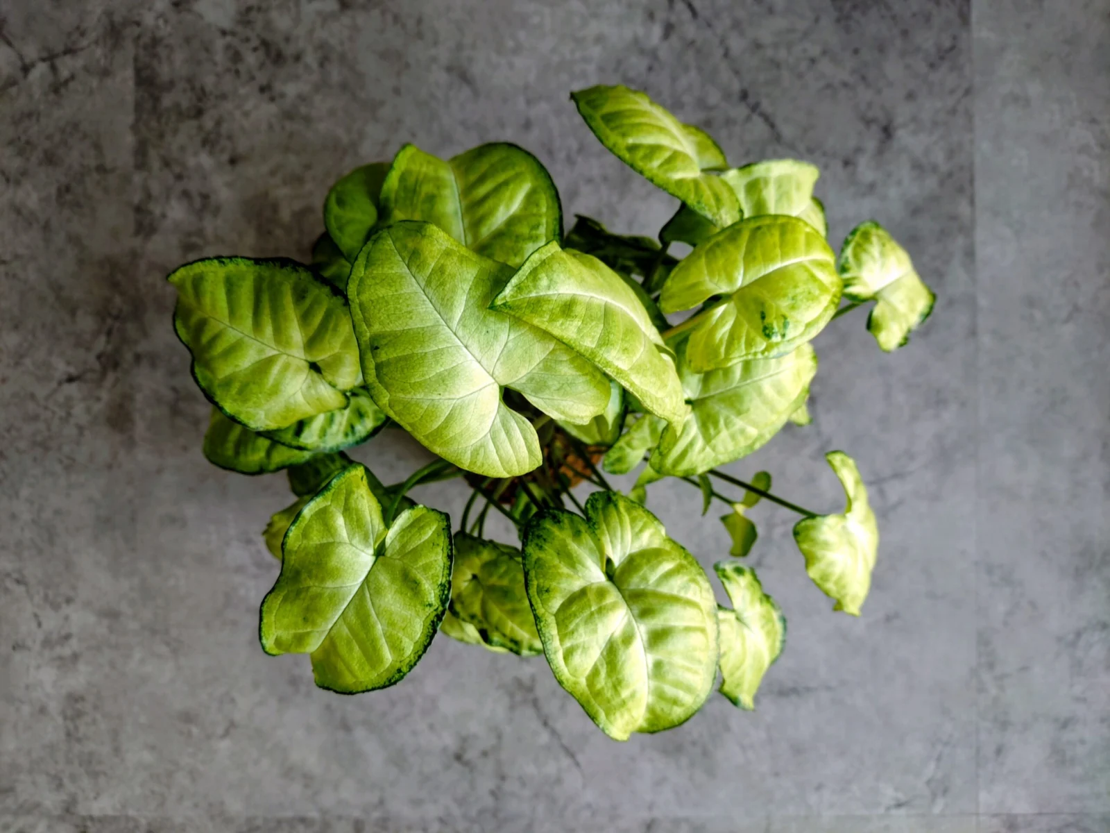 シンゴニウム・ホワイトバタフライ