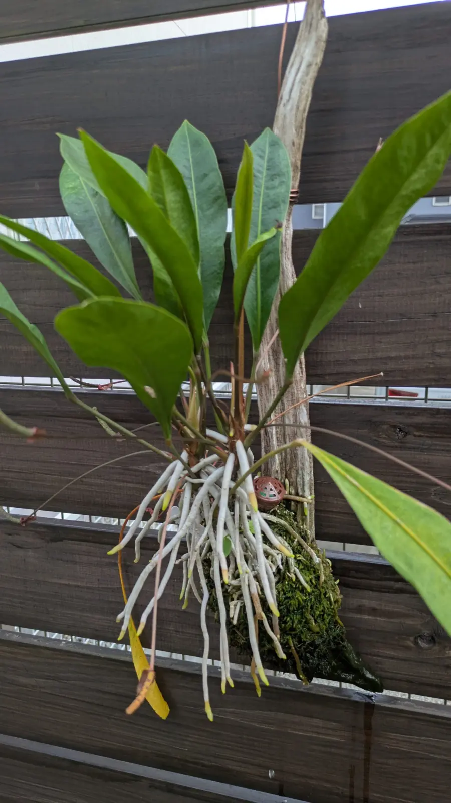 アンスリウム　グラシレ