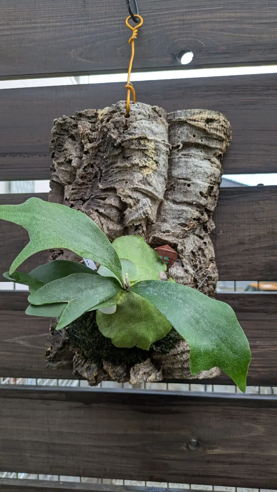 ビカクシダ　アルシコルネ