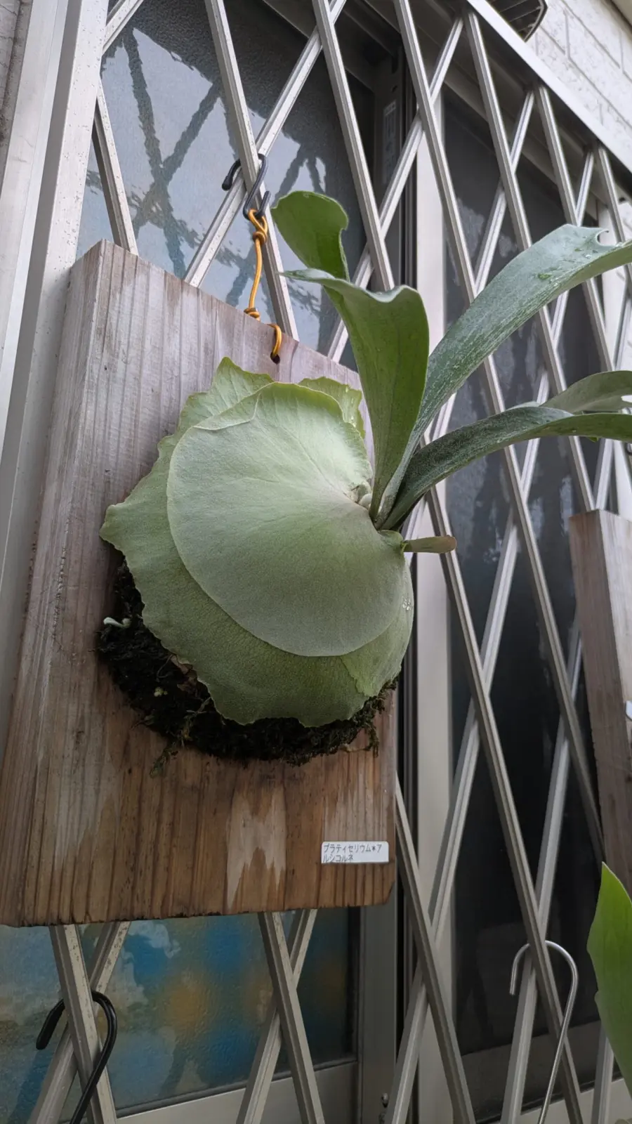 ビカクシダ　アルシコルネ