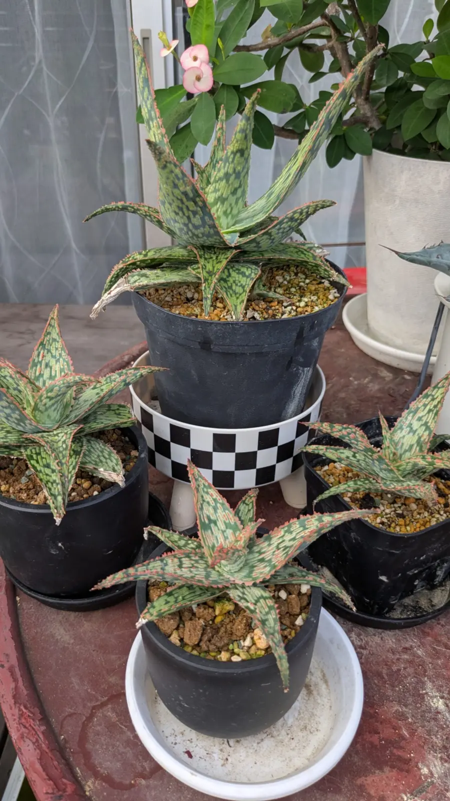 アロエ　品種不明