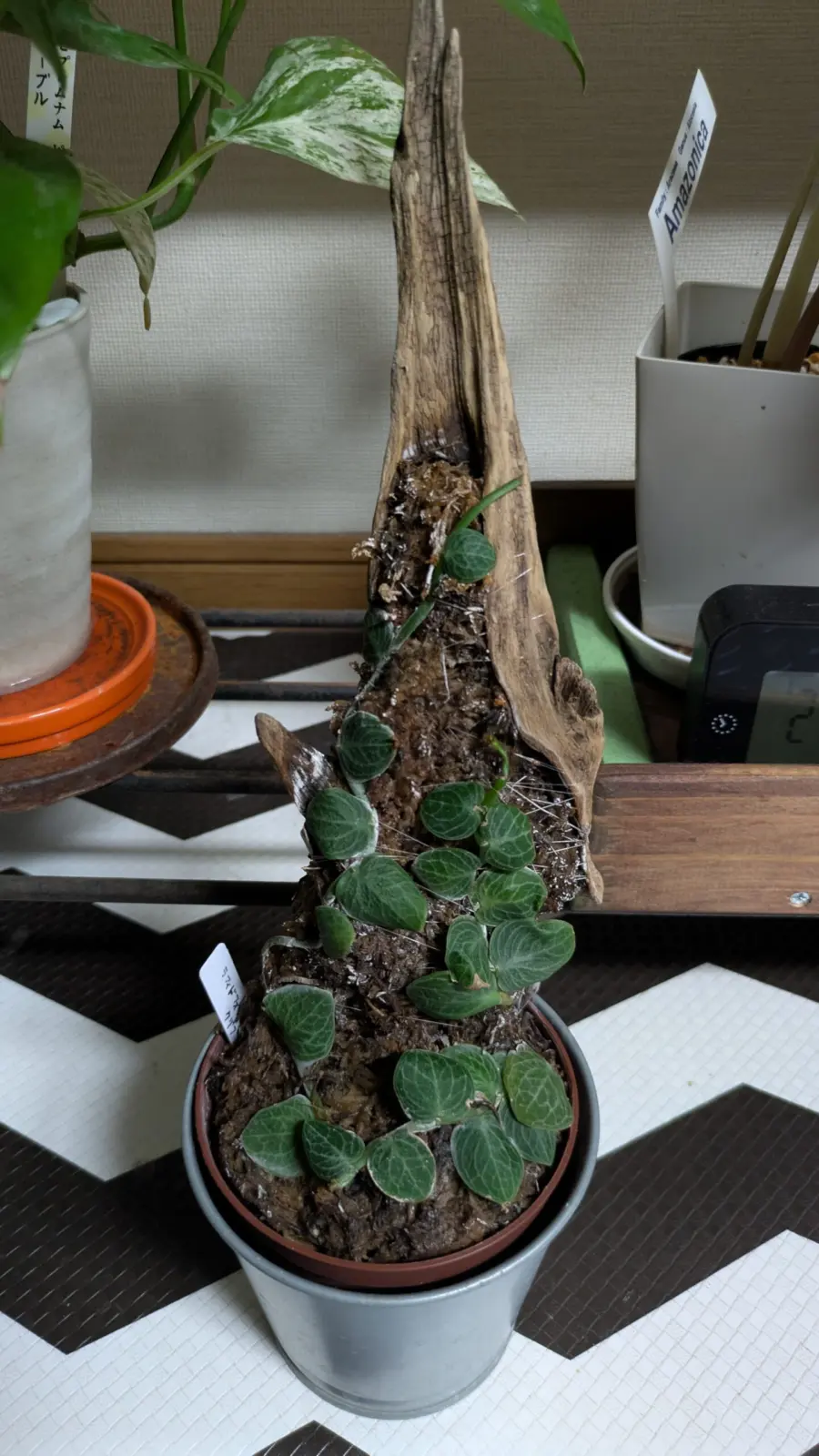 ラフィドフォラ　クリプタンサ