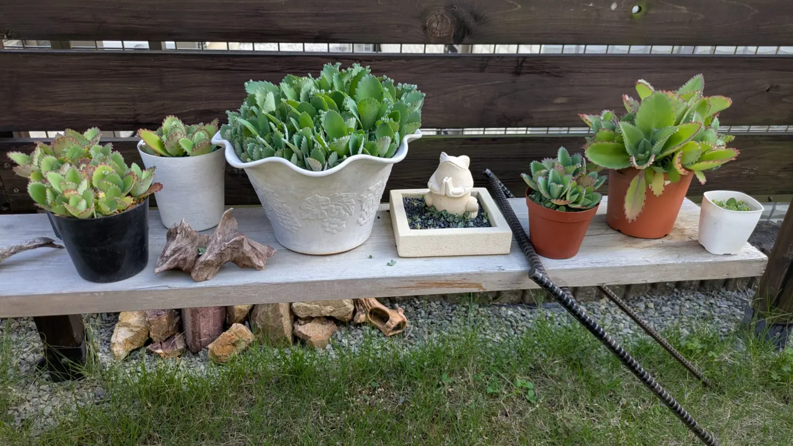 弁慶草　子宝草