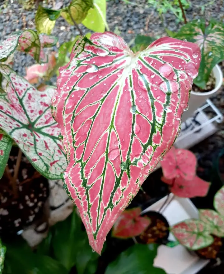 カラジウム　ピンクシンフォニー