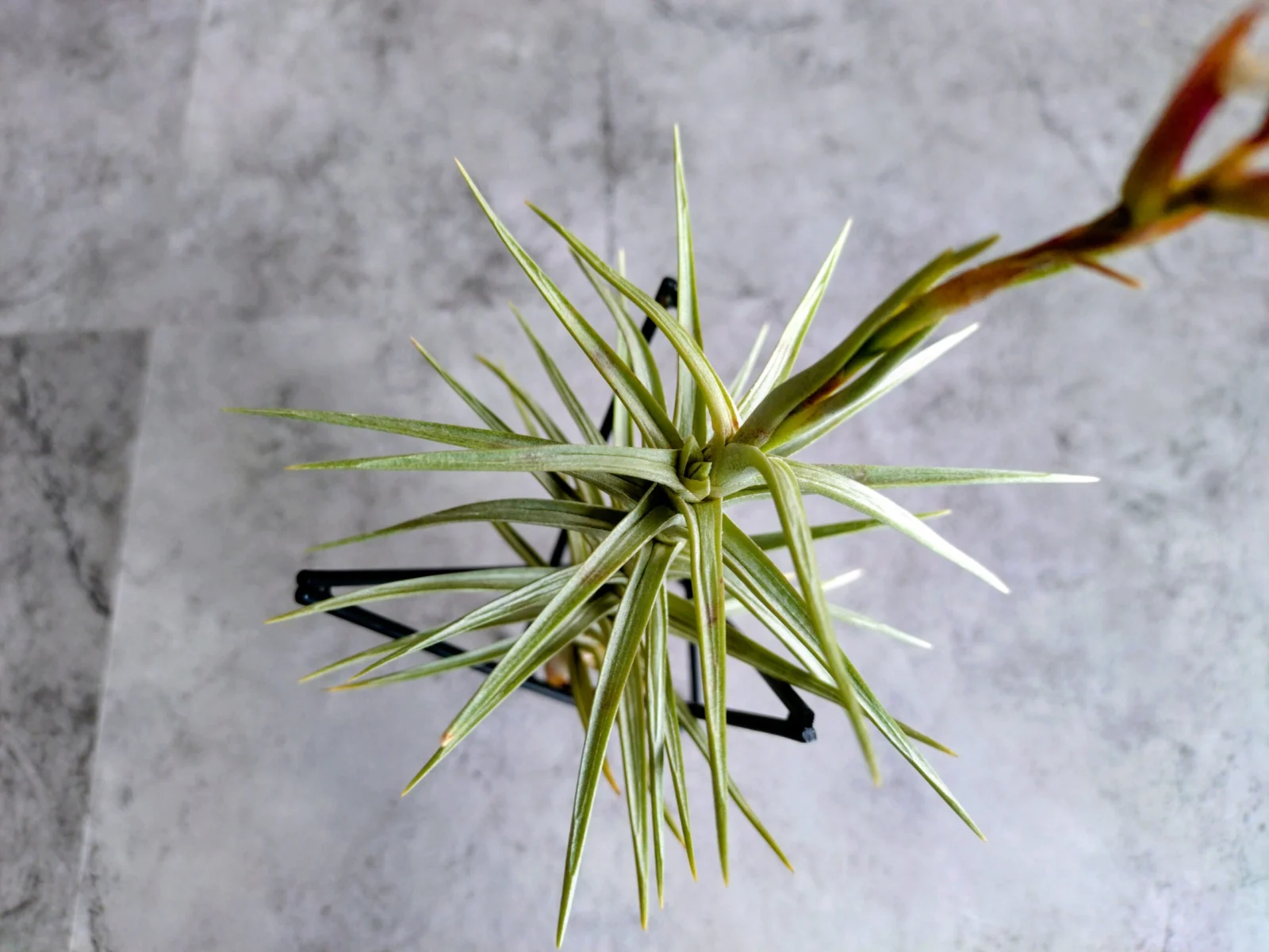 ティランジア・ココエンシス・ブラジル