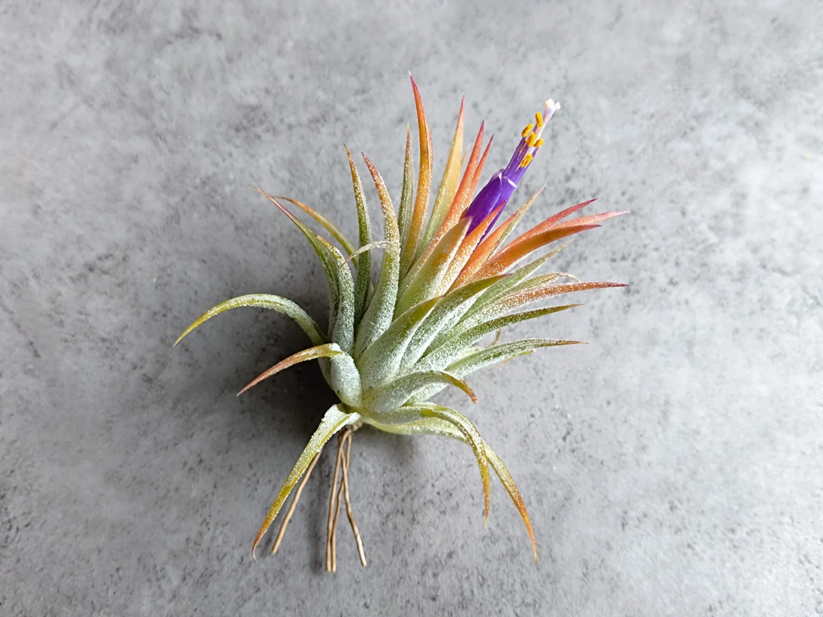 ティランジア・イオナンタ・ソル