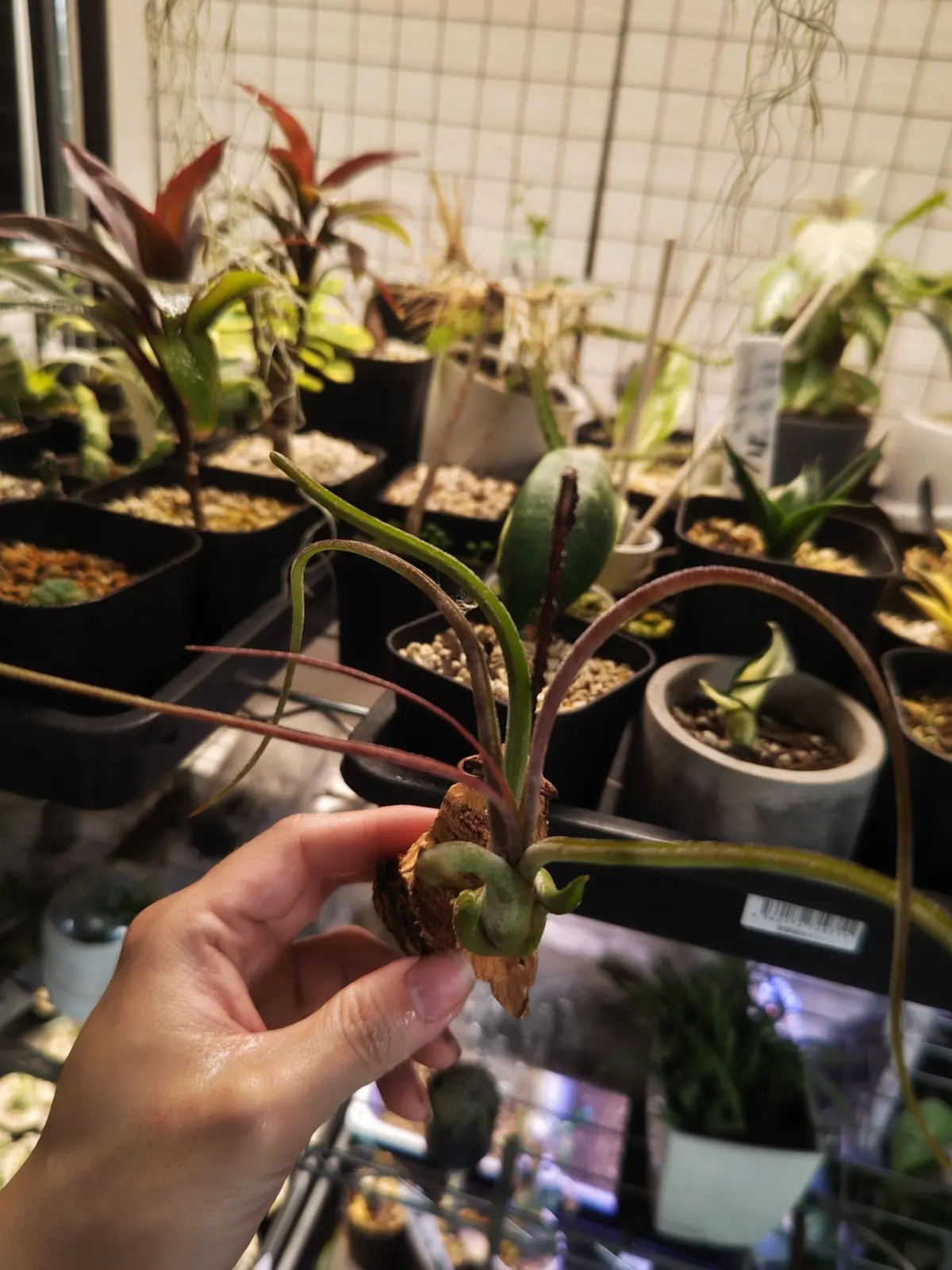 ティランジア カプトメデューサ