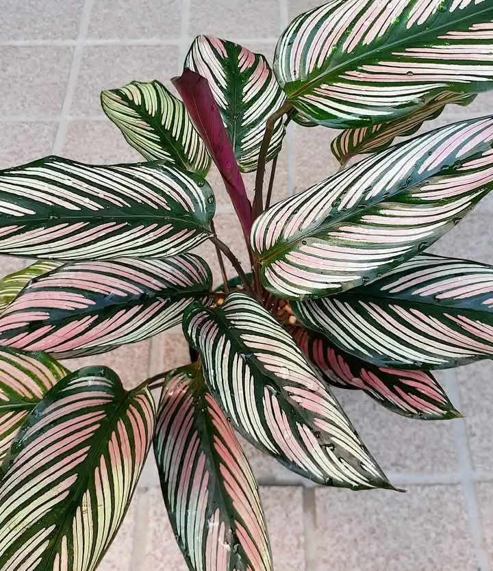 カラテア　ホワイトスター