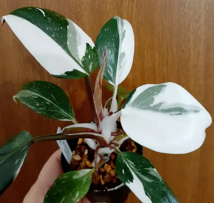 フィロデンドロン　ホワイトナイト