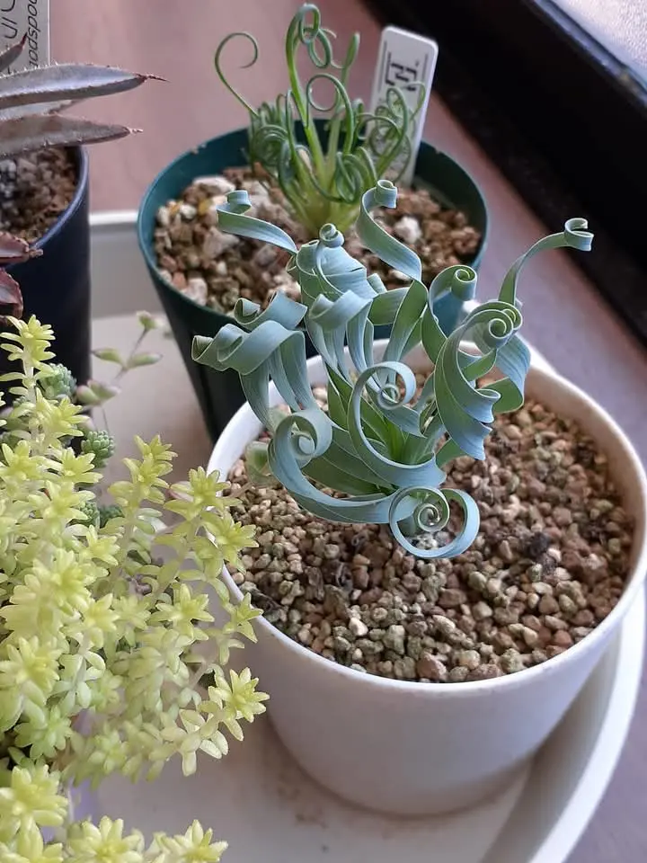 アルブカ　コンコルディアナ