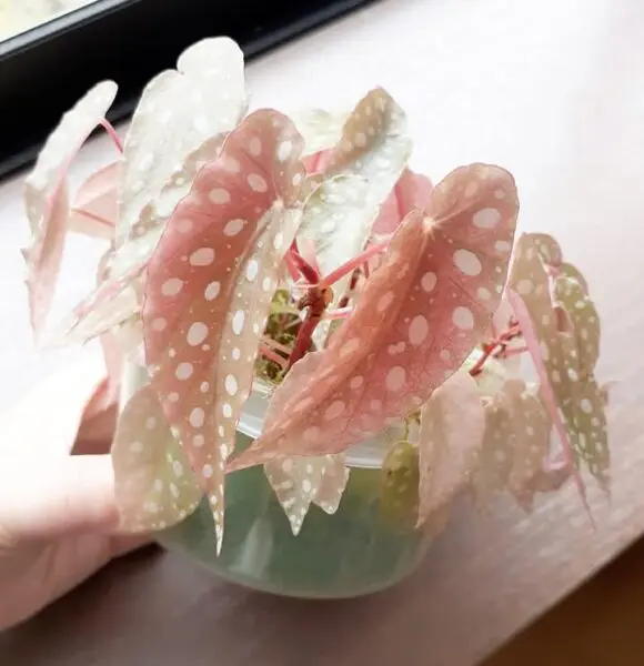 ベゴニア マクラータ 実生
