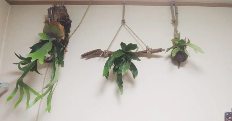 ビカクシダ　