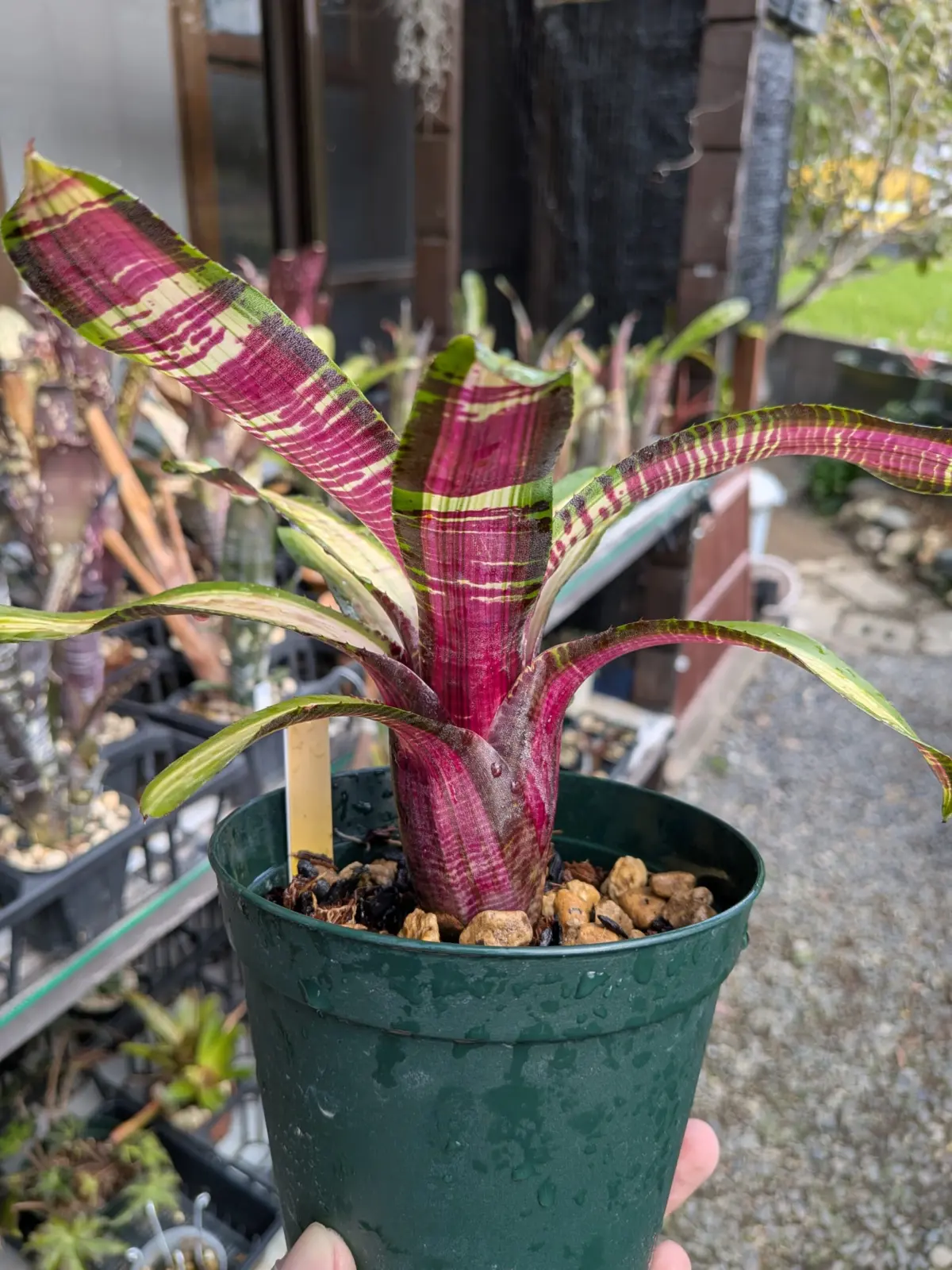 ネオレゲリア　ブラックアイボリーソウル