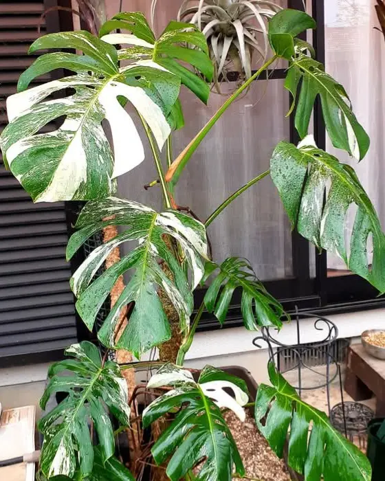 モンステラ　ボルシギアナ　アルボ　斑入り