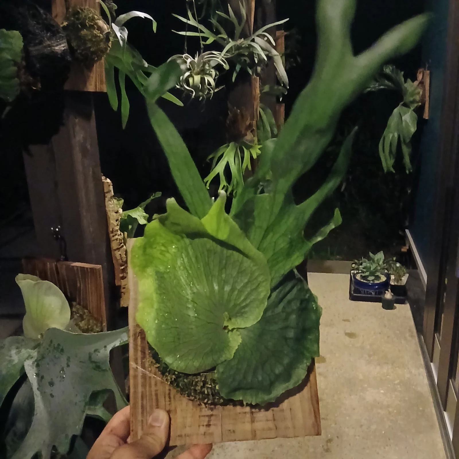 ビカクシダ　ワンダエハイフィンガー