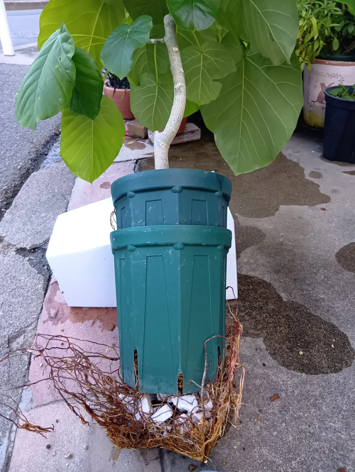 フィカス　ウンベラータ