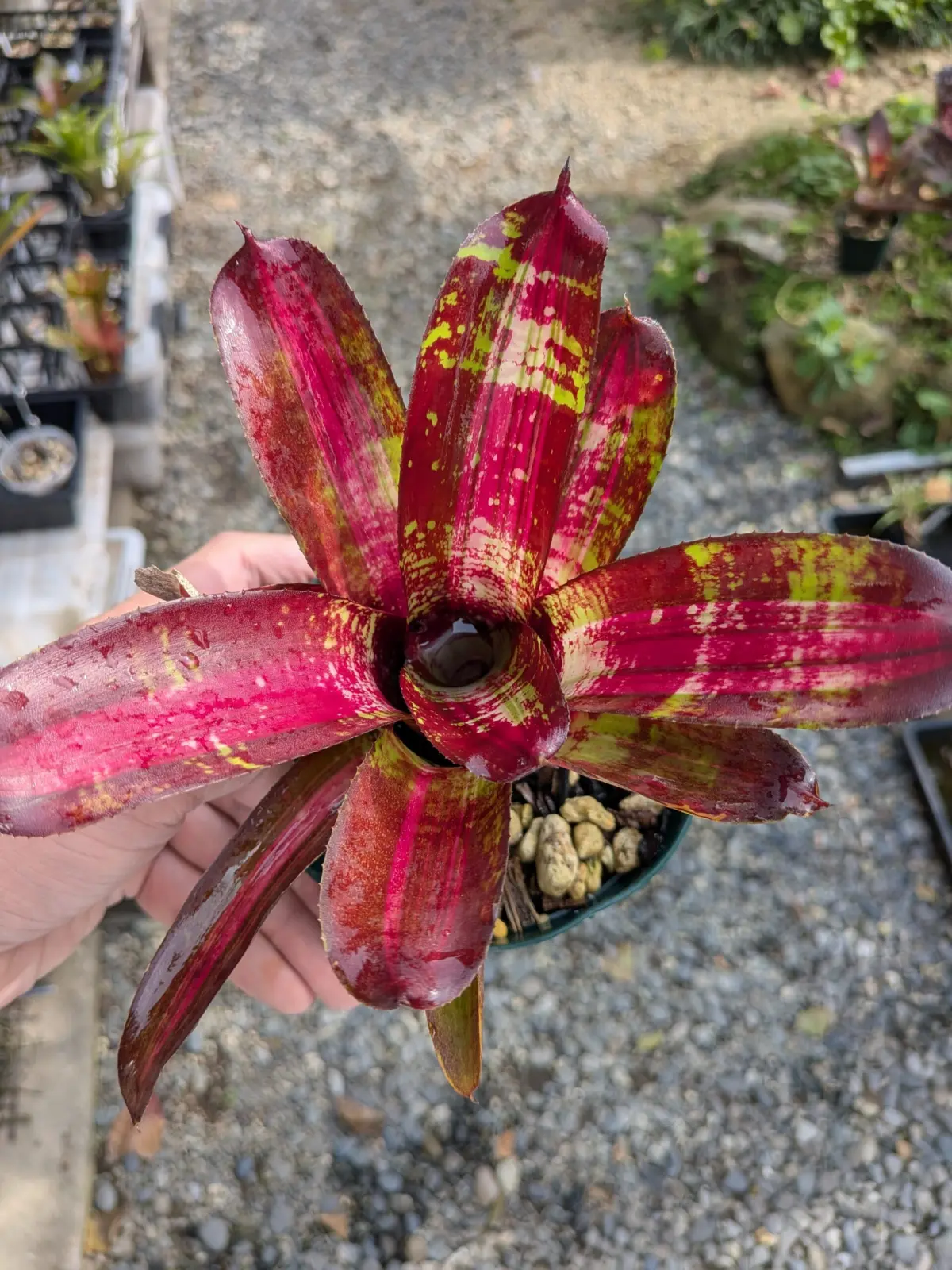 ネオレゲリア　ジャバウォック