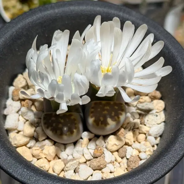 多肉植物　リトープス　琥珀玉　花