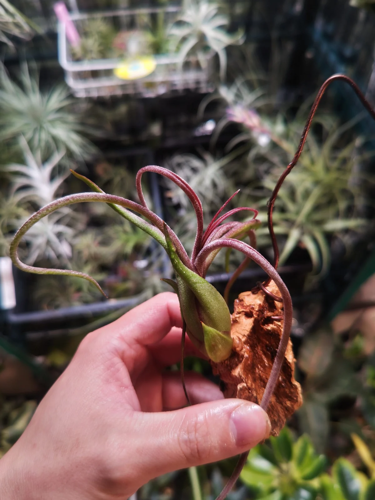 ティランジア　カプトメデューサ