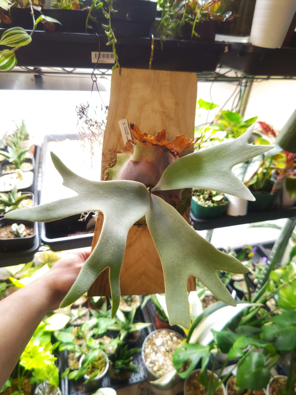 ビカクシダ　イエロームーン