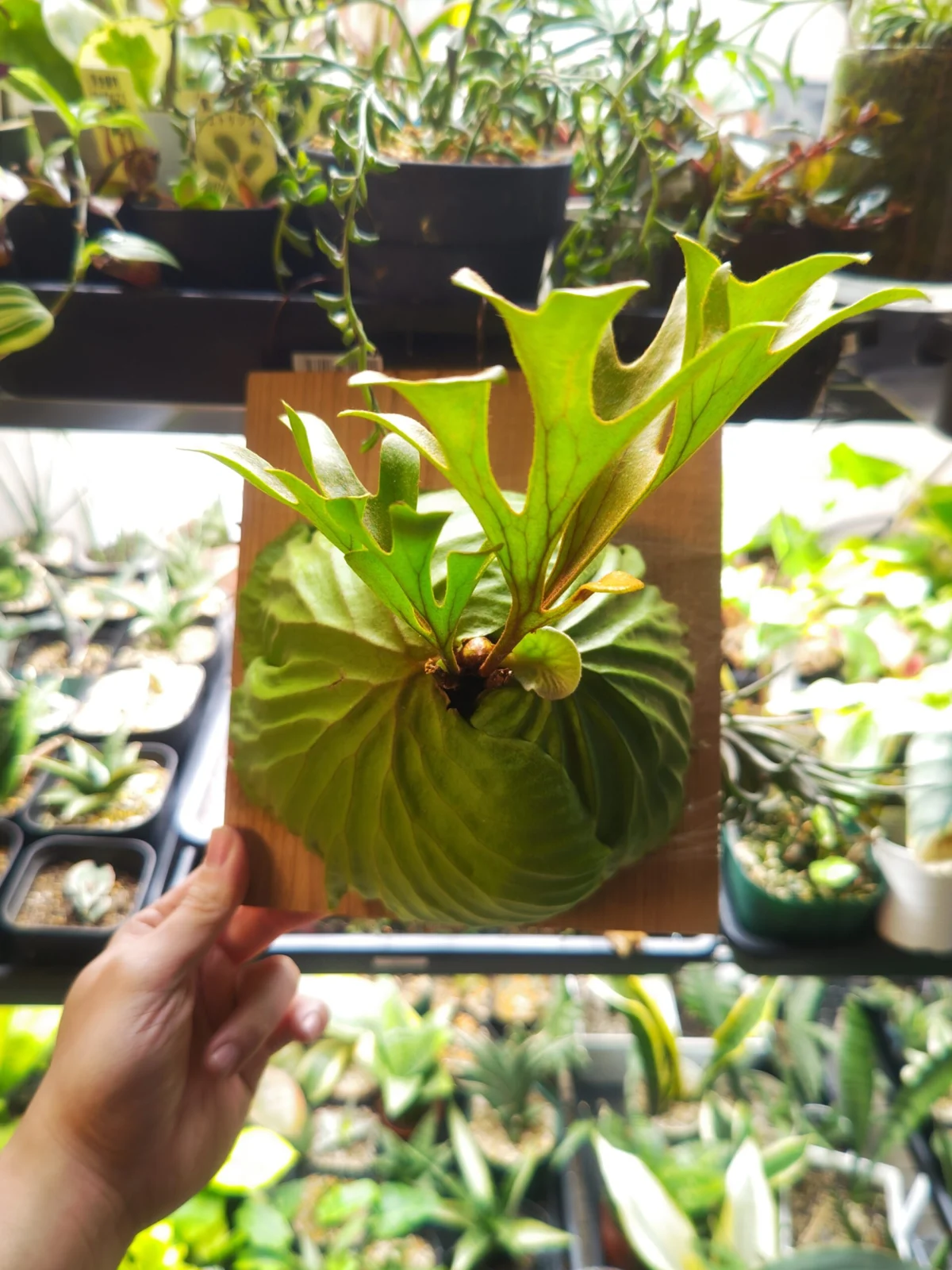 ビカクシダ　リドレイ