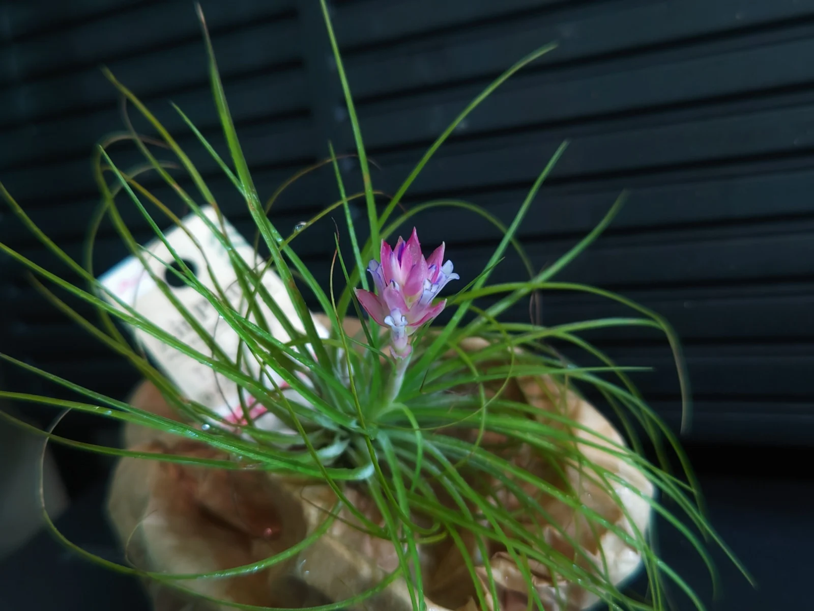 ティランジア ストリクタ