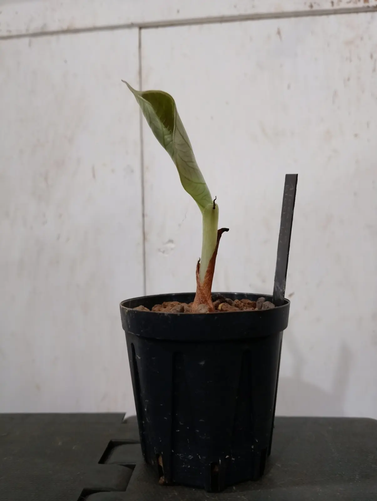 アロカシア ブラックベルベット