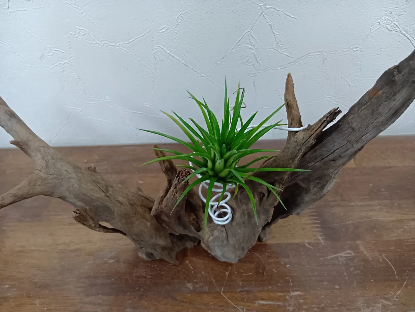 ティランジア　イオナンタ　バリエガータ