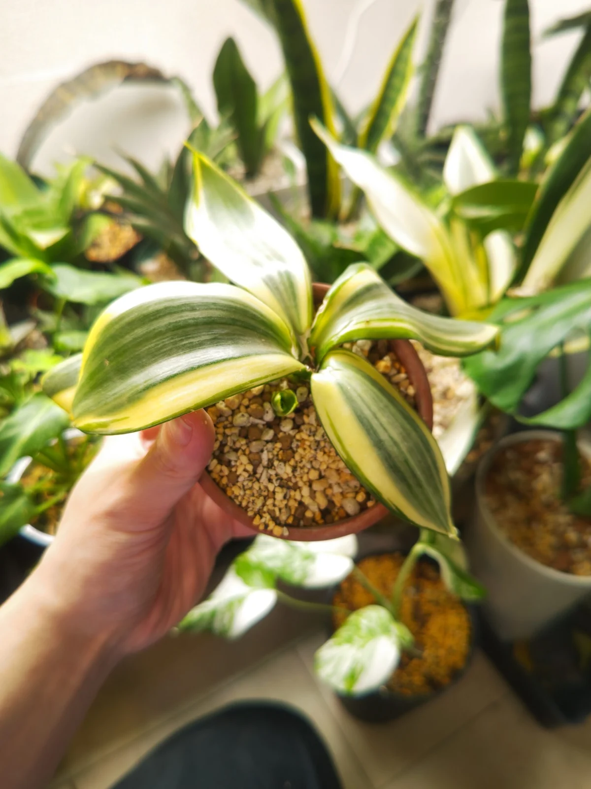 サンセベリア　ゴールデンハニー