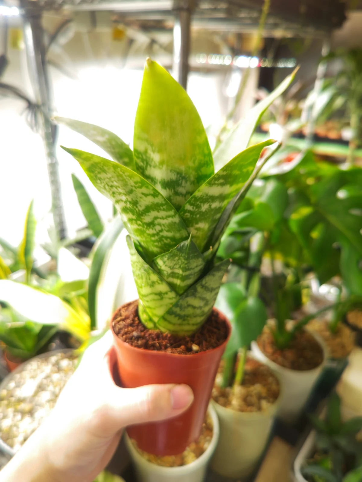 サンセベリア　ハニー