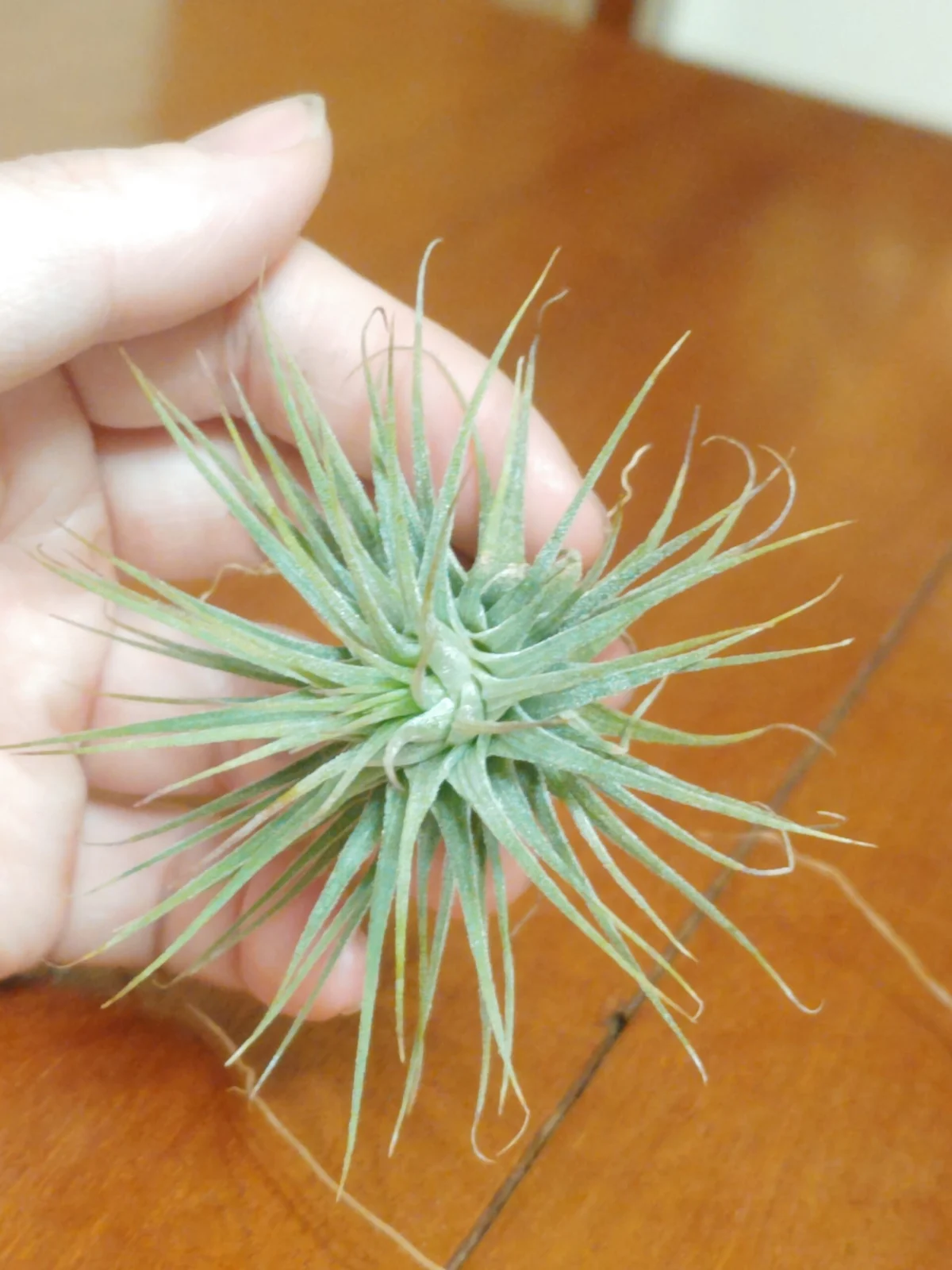 ティランジア　イオナンタ