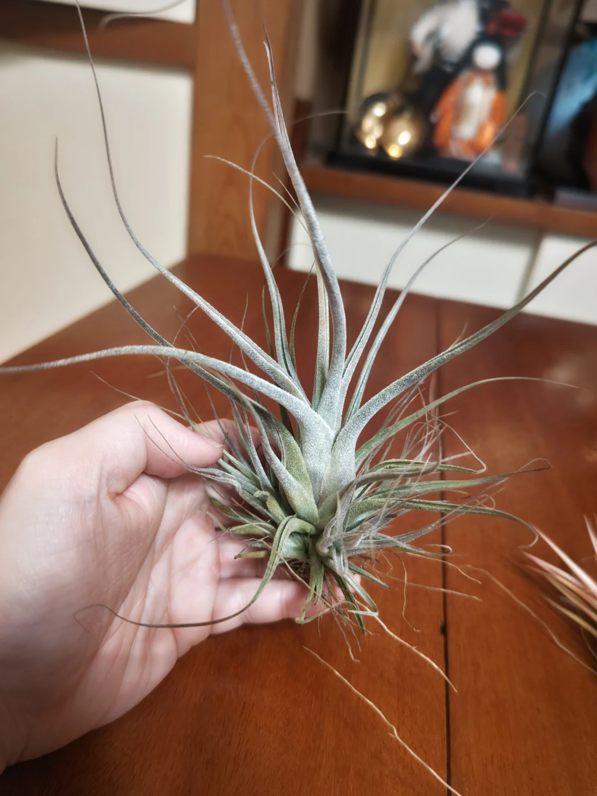 ティランジア　エーレルシアナ？