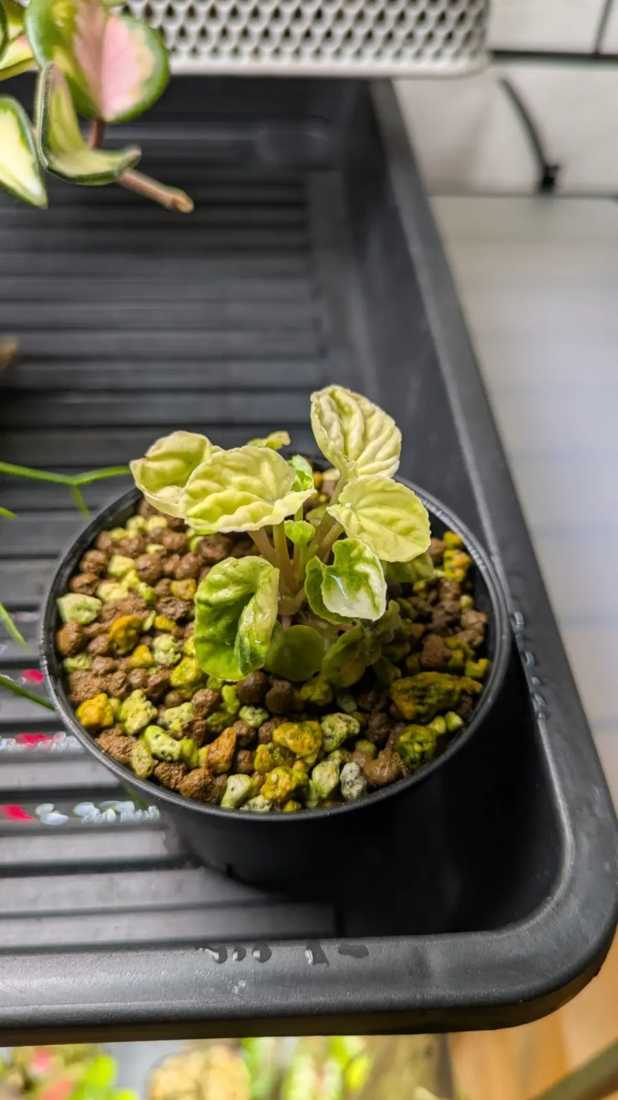 ペペロミア　カペラータ