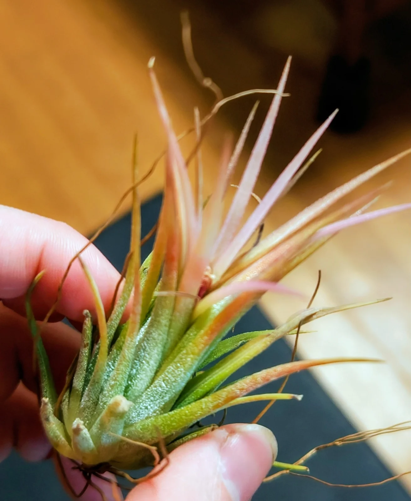 ティランジア　イオナンタ　フエゴ？