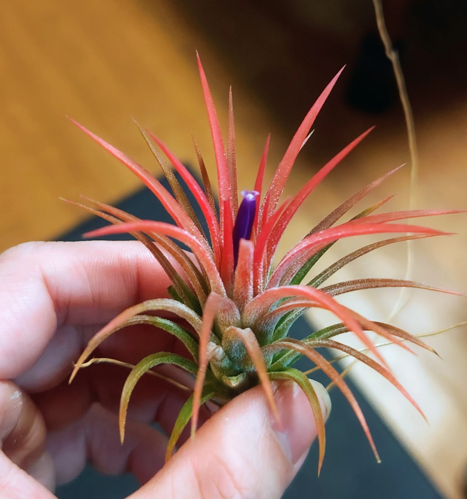 ティランジア　イオナンタ　