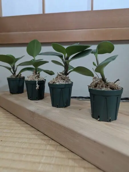 ペペロミア 100均