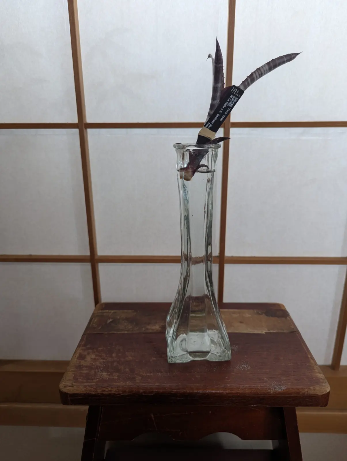 ビルベルギア　ダースベイダー