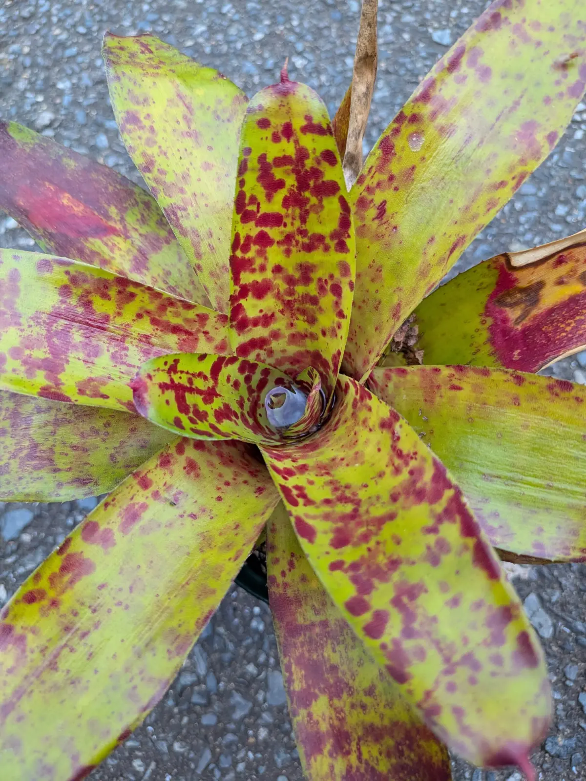 ネオレゲリア　ラズベリーマフィン