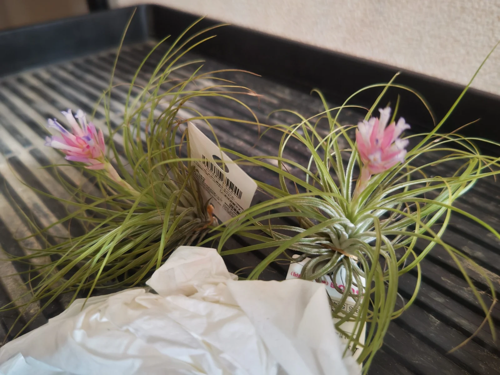 ティランジア ストリクタ