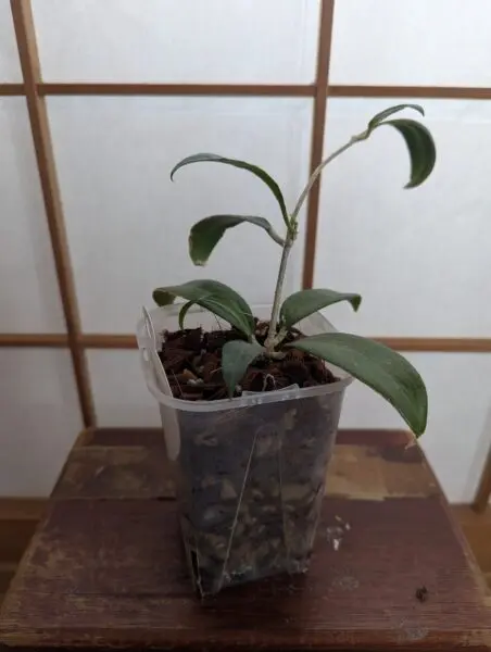 ホヤ　メリリー　ロングリーフ
