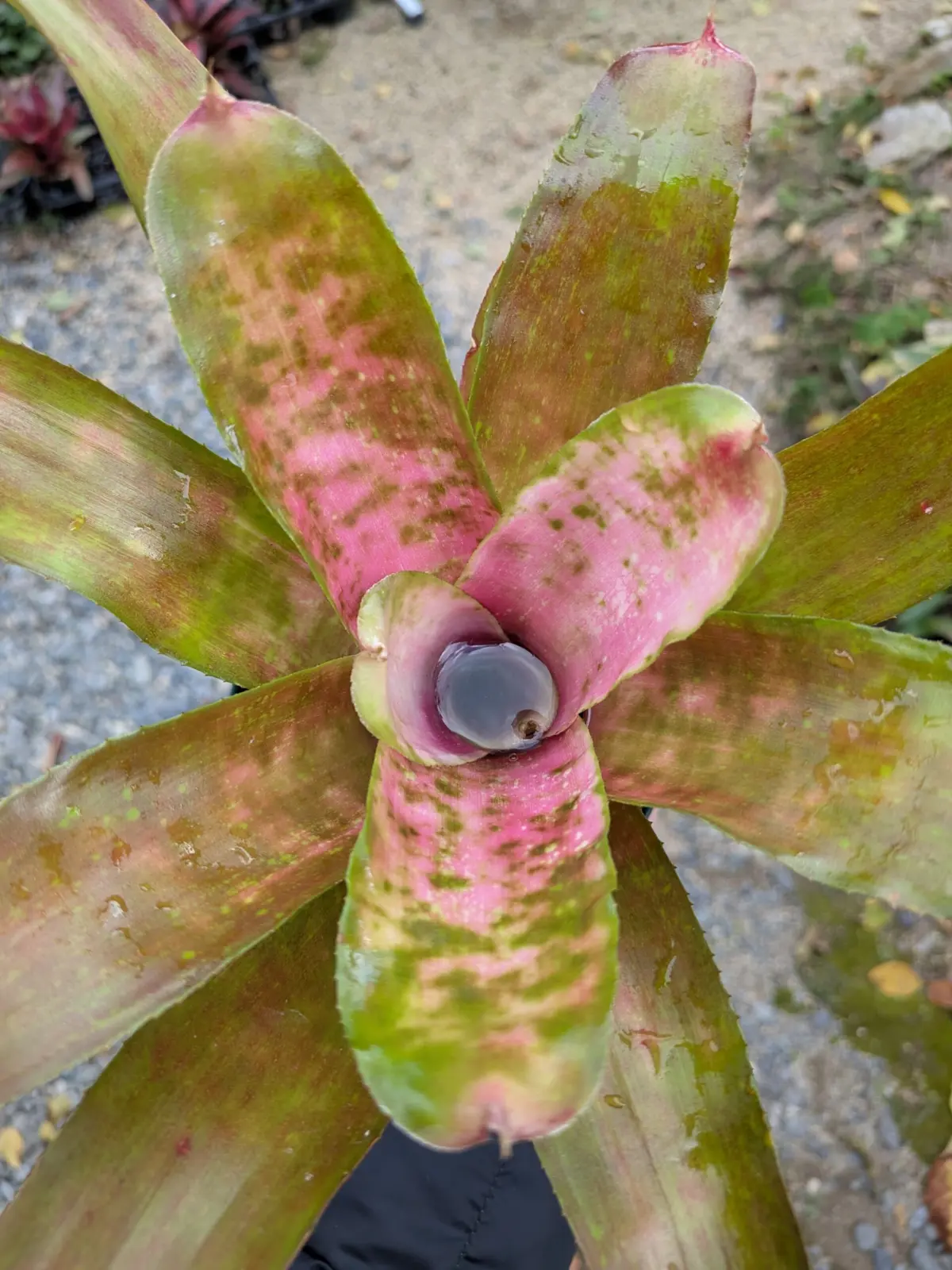 ネオレゲリア　ピィナフォア