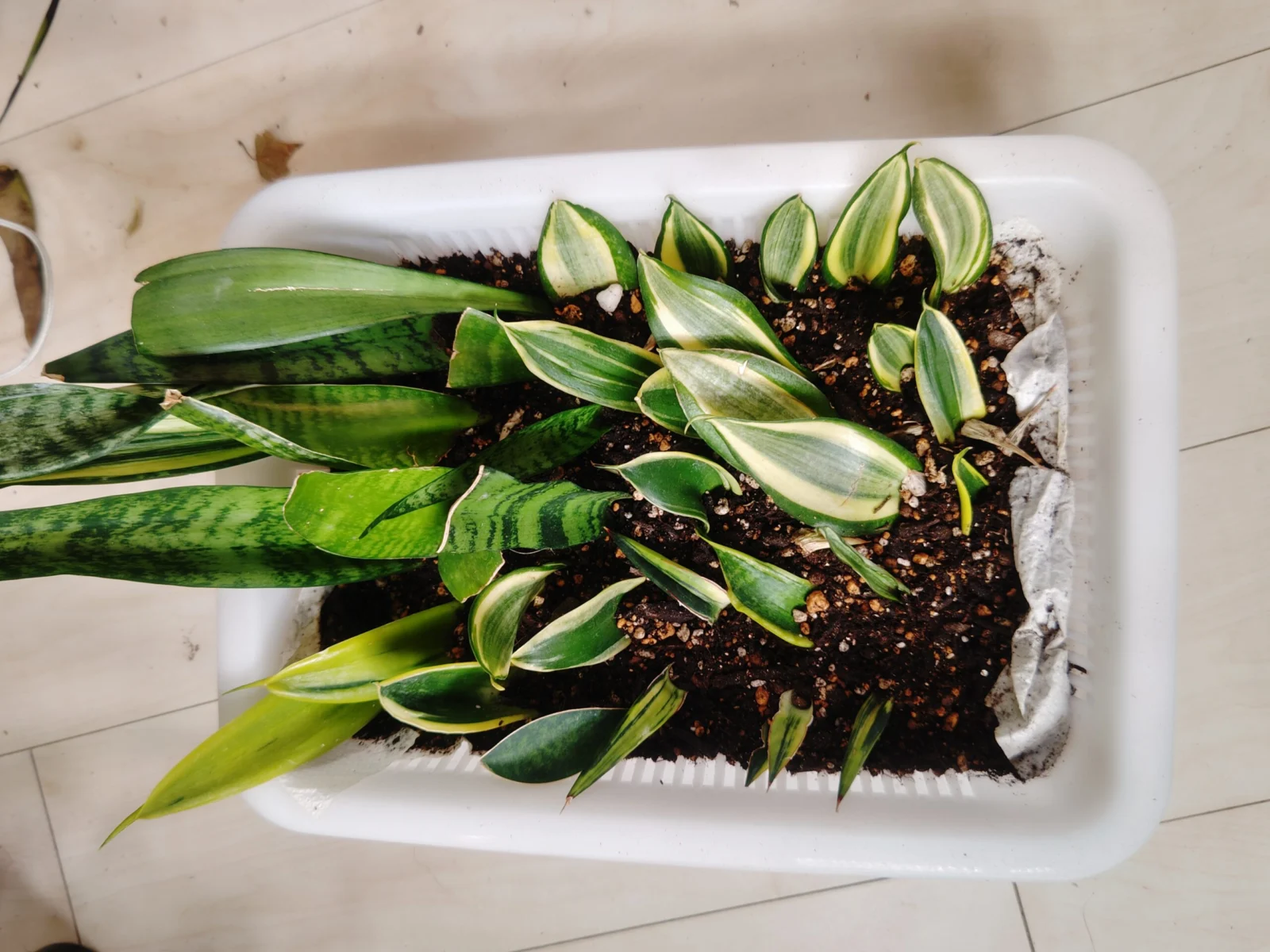 サンセベリア　葉挿し　